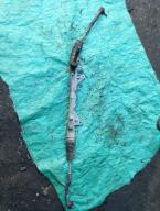 Фотография Рулевая рейка NISSAN NV200 2011г.