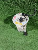 Фотография Топливный насос SUZUKI SWIFT 2016г.