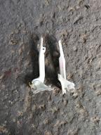 Фотография Петля капота комплект TOYOTA VITZ 2004г.