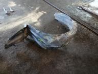 Фотография Подкрылок передний правый TOYOTA PRIUS 2008г.